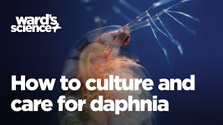 Caring and Culturing for Daphnia [upl. by Nonnac362]