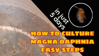 How to Culture Magna Daphnia Easily [upl. by Gefell]