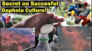 How to Culture Daphnia Successfully [upl. by Nairot909]