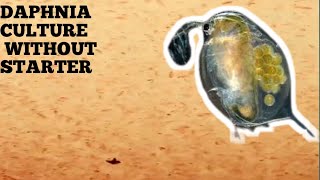 HOW TO CULTURE DAPHNIA NATURALLY WITHOUT A STARTER [upl. by Corvin844]