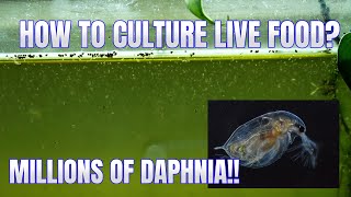 How to Culture Daphnia Secret Method to Breed MILLIONS  Simply Aquatic [upl. by Bobbe266]