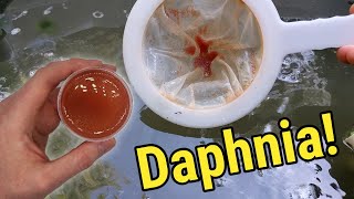 How I Culture Daphnia In Outdoor Tubs [upl. by Jankey]