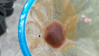 How to culture daphnia moina in a small container Part 1 English Subtitle [upl. by Rist297]