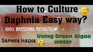 Daphnia MagnaHow to Culture Daphnia Easy wayCulturing Daphnia using Green water Daphnia [upl. by Assedo]