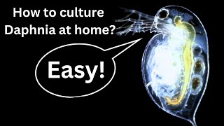 BEST Live Fish Food Beginner guide How to Culture Daphnia at home [upl. by Notlrak876]