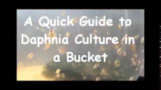 How to culture daphnia outside [upl. by Cordeelia]