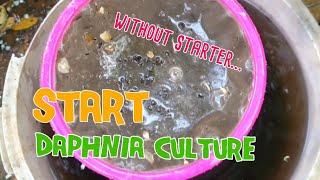 How to culture daphnia moina the easy way 1  Starting the Daphnia culture [upl. by Besnard216]