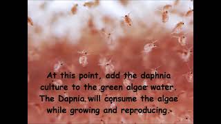 Daphnia  How to grow daphnia in your home [upl. by Goodkin]