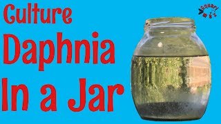 How to Culture Daphnia in a Jar [upl. by Araec]