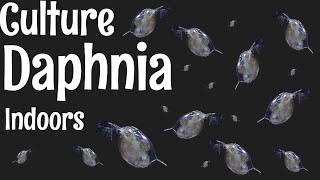 How to Culture Daphnia [upl. by Alair591]