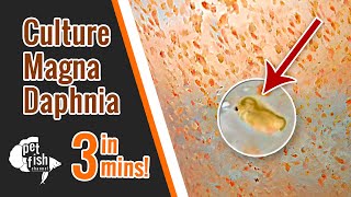 How to culture DAPHNIA MAGNA  The easy way [upl. by Krawczyk]