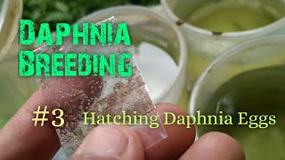 Daphnia Culture made simple and easy 3  Hatching Daphnia eggs [upl. by Roach]