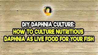 DIY Daphnia Culture How to Culture Nutritious Daphnia as Live Food for Your Fish [upl. by Aekan]