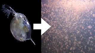 How I Culture Daphnia [upl. by Mychael470]