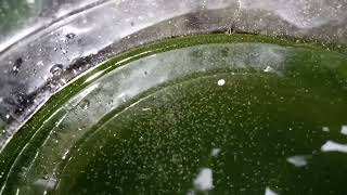 DAPHNIA MOINA CULTURE IN A SMALL BUCKET [upl. by Medora]