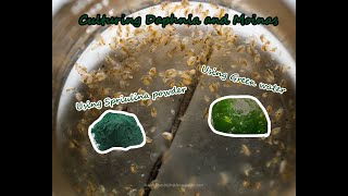 How To Culture Daphnia and Moinas using Green Water Spirulina powder [upl. by Adianez]