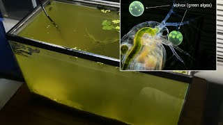 Raising Daphnia for the Freshwater Aquarium [upl. by Atsed]