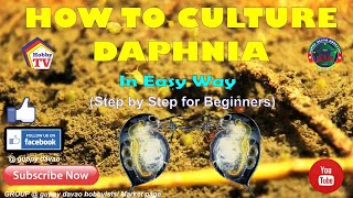 HOW TO CULTURE DAPHNIA In Easy Way [upl. by Nyloc]